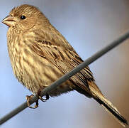 House Finch