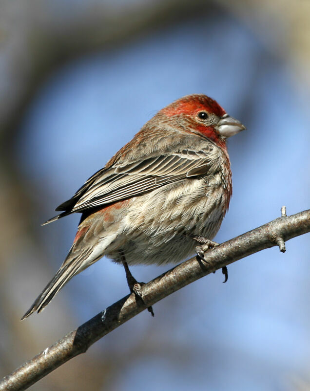 House Finch male