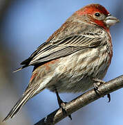 House Finch