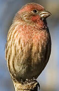 House Finch