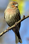 House Finch