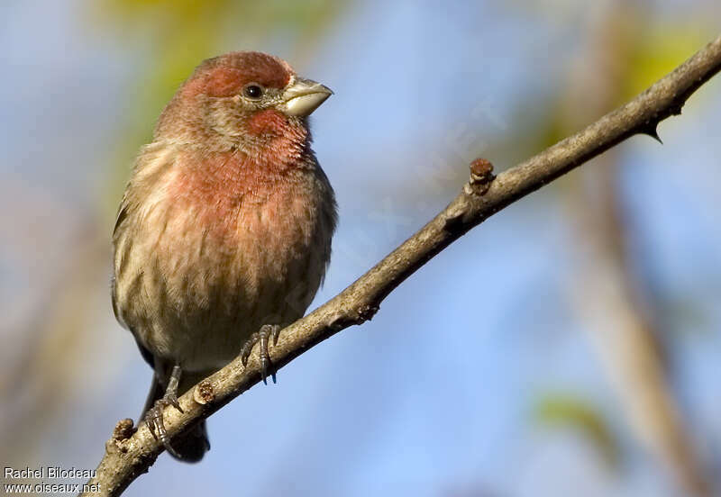 House Finch male adult, close-up portrait