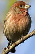 House Finch