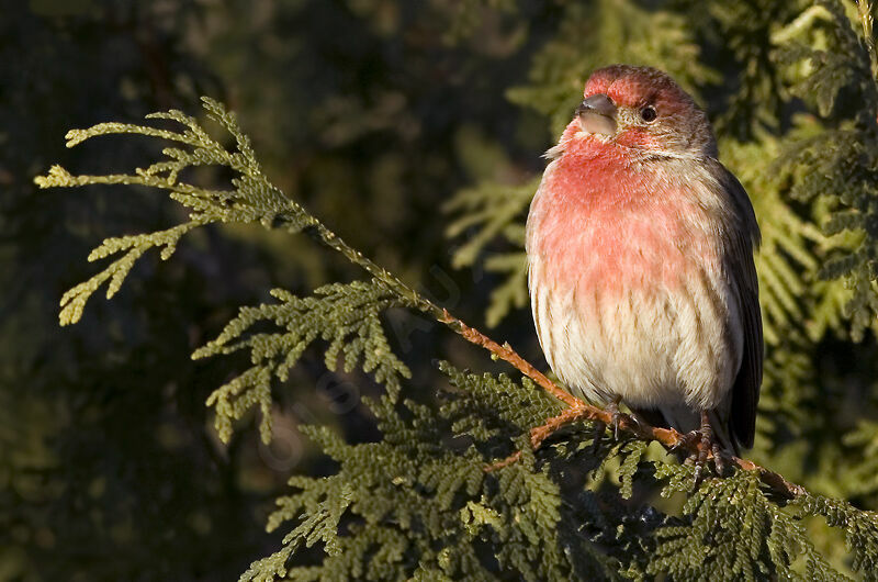 House Finch male