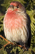 House Finch