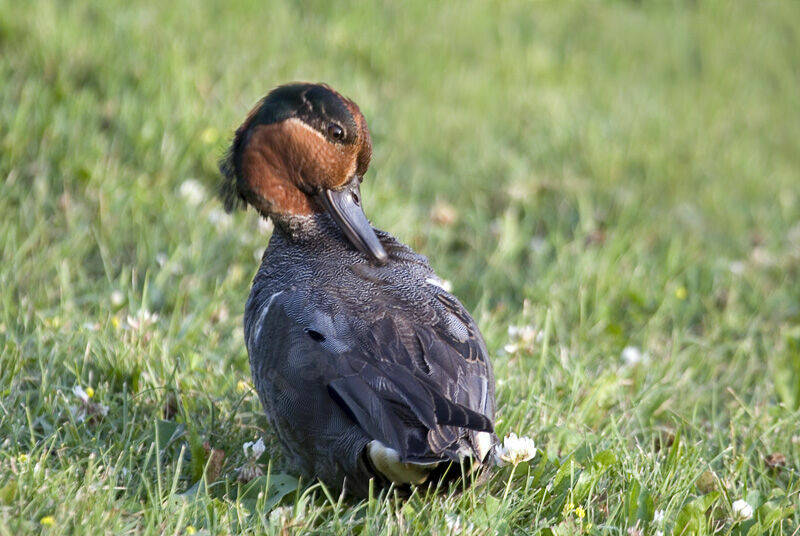 Green-winged Teal