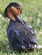 Green-winged Teal