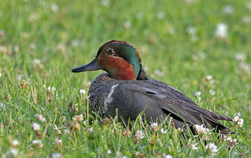 Green-winged Teal