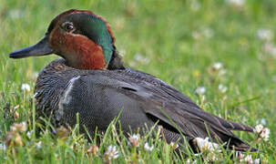 Green-winged Teal