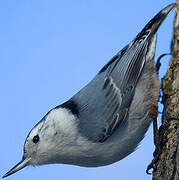 White-breasted Nuthatch