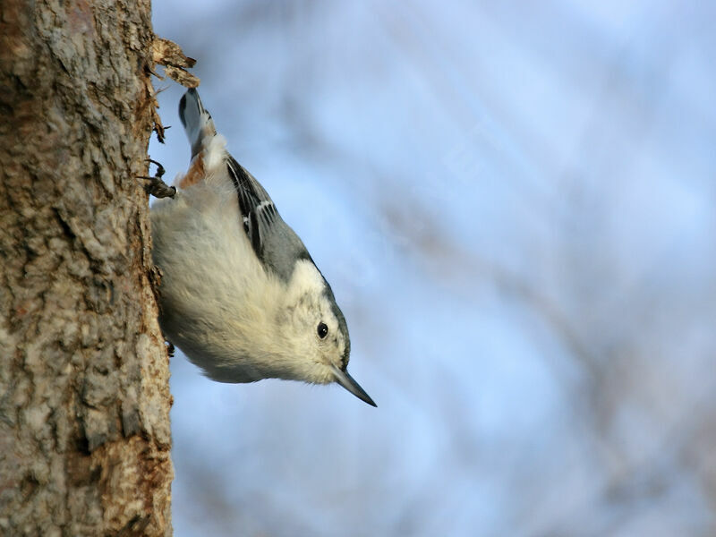 White-breasted Nuthatch