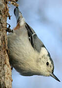 White-breasted Nuthatch