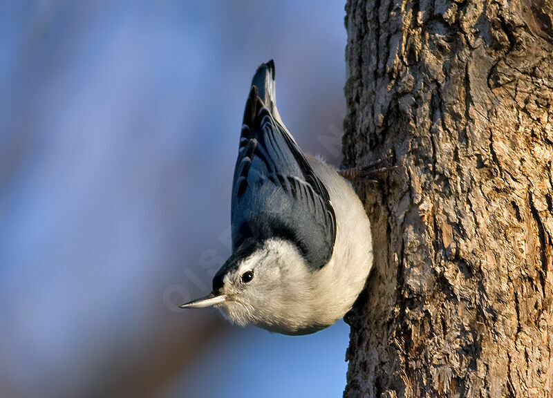 White-breasted Nuthatch