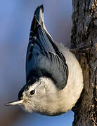 White-breasted Nuthatch