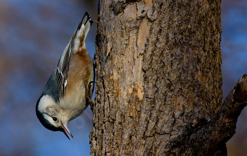 White-breasted Nuthatch, identification, Behaviour