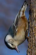 White-breasted Nuthatch