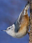 White-breasted Nuthatch