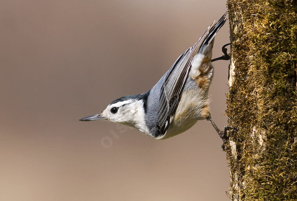 Sittelle à poitrine blanche, identification, Vol, Comportement