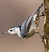 White-breasted Nuthatch