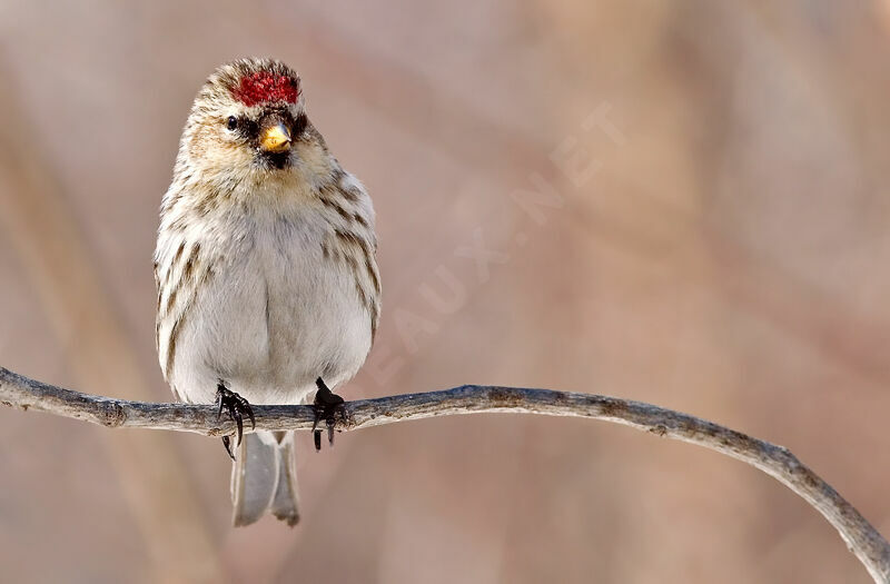 Common Redpoll