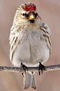 Common Redpoll