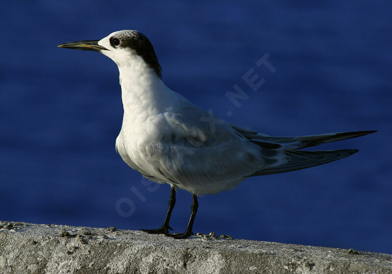 Cabot's Tern