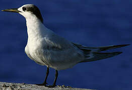 Cabot's Tern