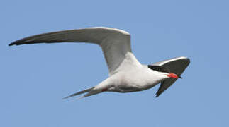 Common Tern