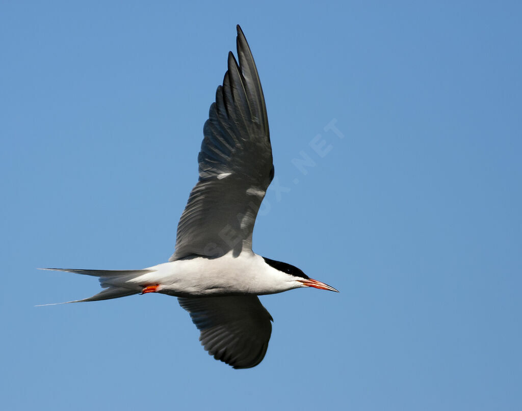 Common Tern