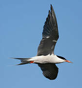 Common Tern