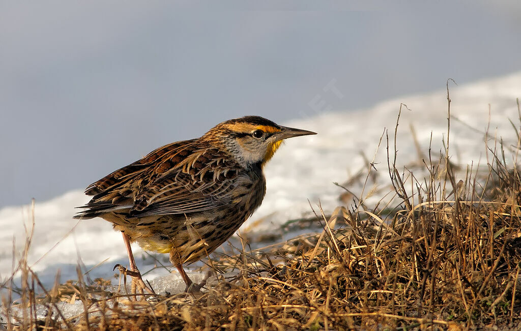 Eastern Meadowlark, identification