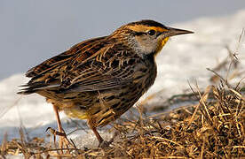 Eastern Meadowlark