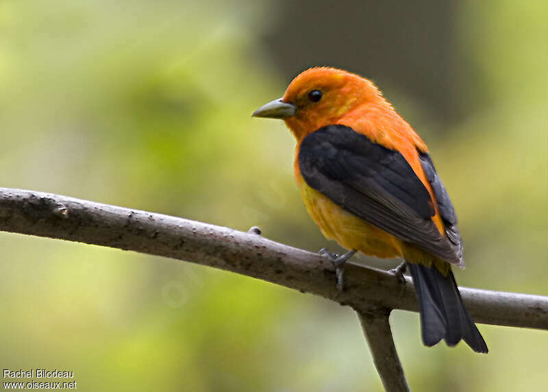 Scarlet Tanager male Second year, identification