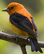 Scarlet Tanager