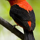 Tangara écarlate