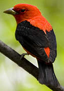 Scarlet Tanager