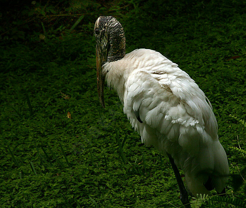 Wood Stork