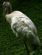 Wood Stork