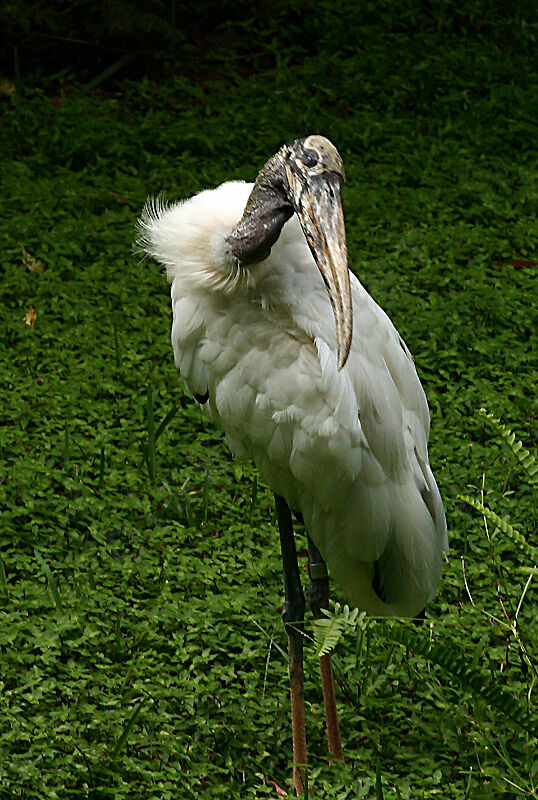 Wood Stork