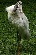 Wood Stork