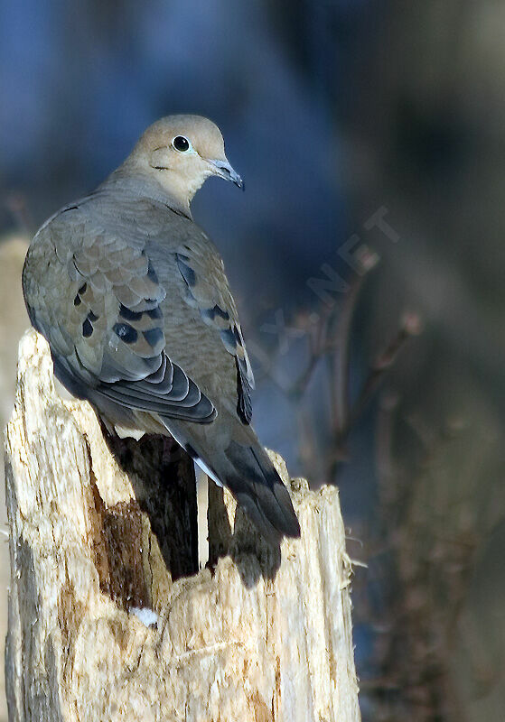 Mourning Dove