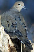 Mourning Dove