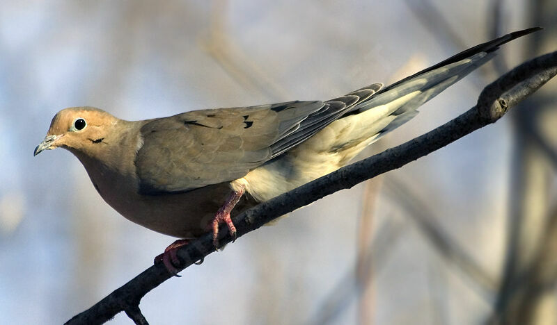 Mourning Dove