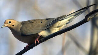 Mourning Dove