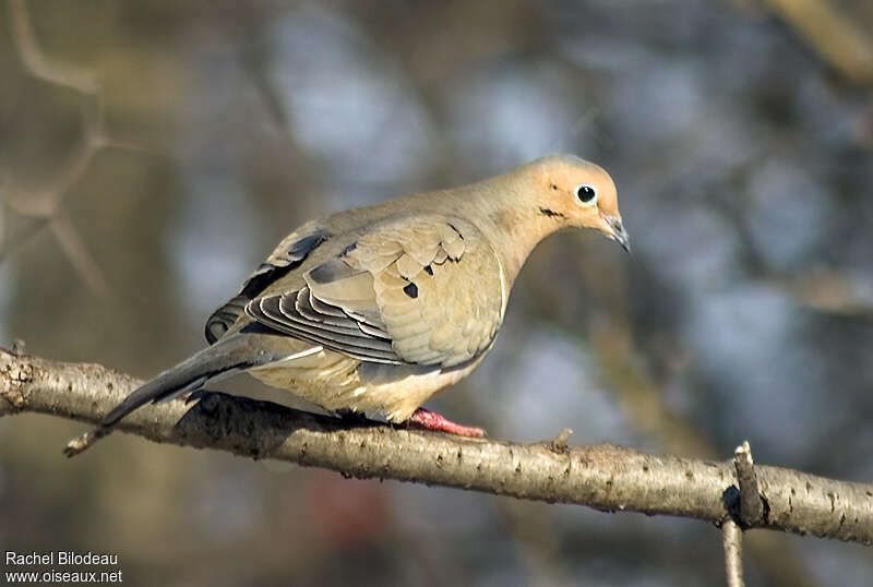 Mourning Doveadult, pigmentation