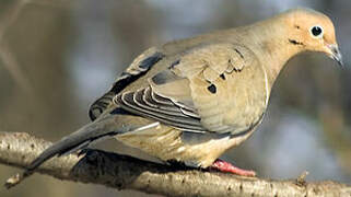 Mourning Dove