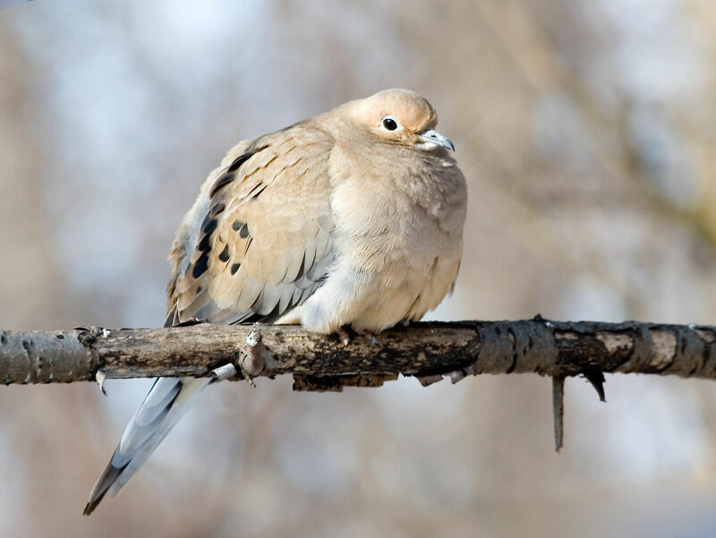 Mourning Dove