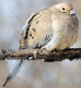 Mourning Dove