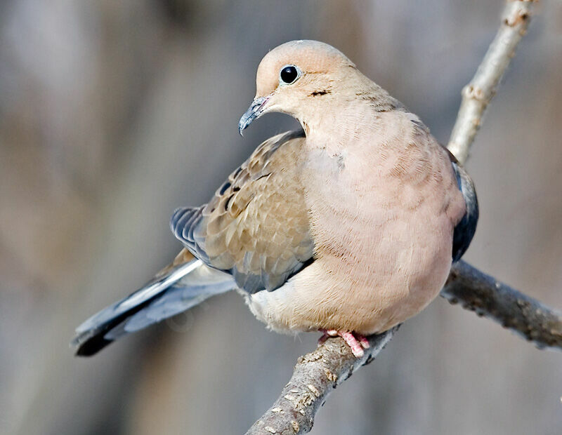 Mourning Dove