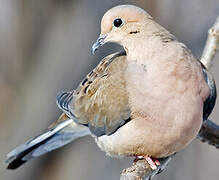 Mourning Dove